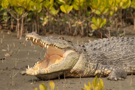 locanto girl service|Crocodile attack: Remains found of 12.